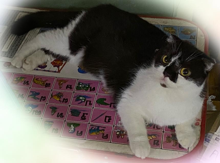 แมวพันธุ์สก็อตติช