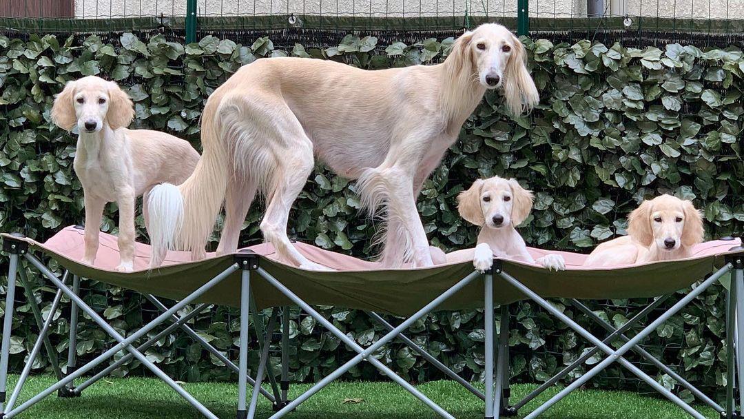 Saluki Puppies available | WhatsApp me : +66 63 826 3042