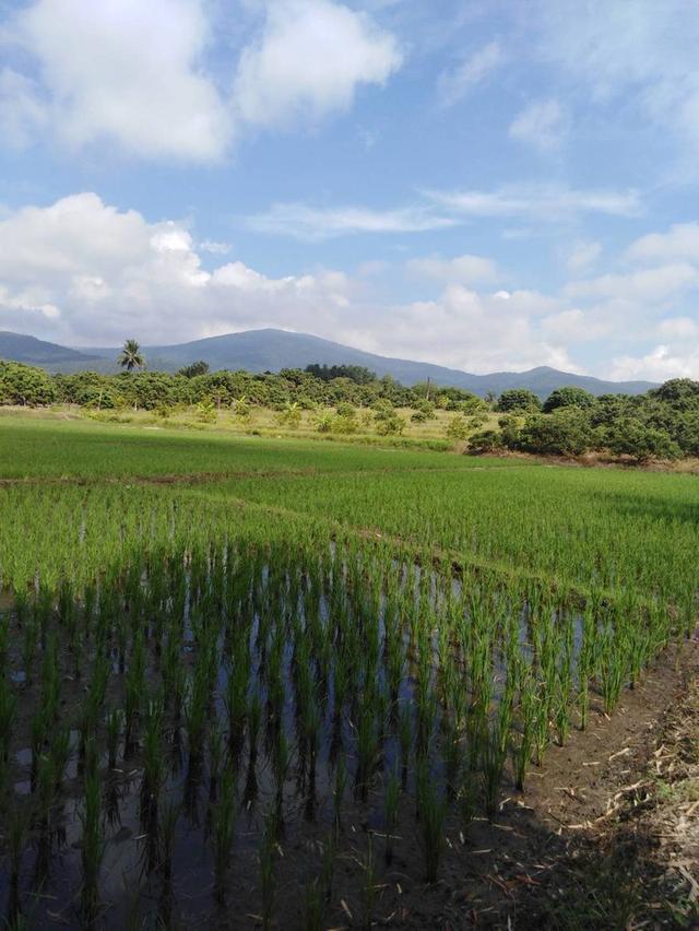 ที่นาวิวสวยไปแถวจอมทอง ติดถนน 2 ด้าน ขายเพียงไร่ละ 350,000 บาท ตารางวาละ 875 บาท 3