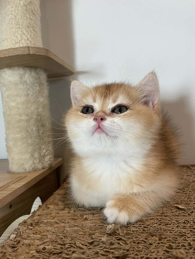 สาวน้อย K2 บริติชแท้สีทอง รูปที่ 4