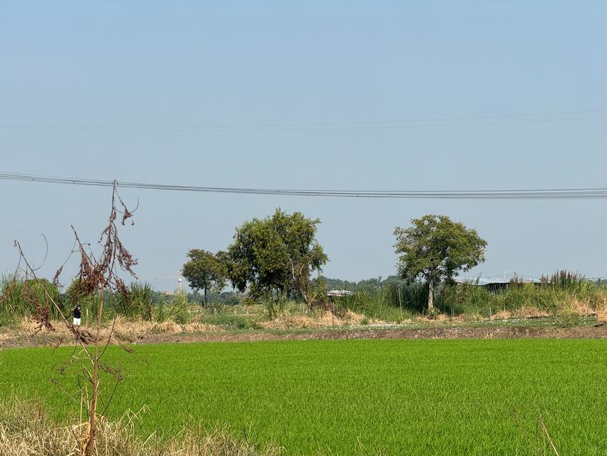 ที่ดินเปล่า หนองเสือ ปทุมธานี 3