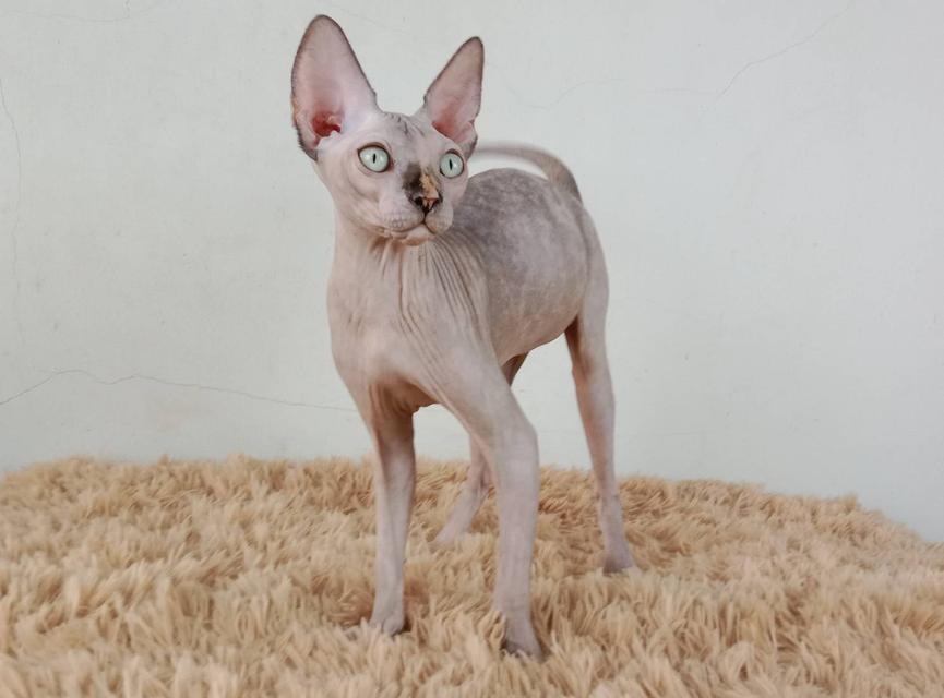 3.แมวสฟิงซ์/เพศเมีย หาบ้าน Sphynx Cat/Female looking for a new home 2