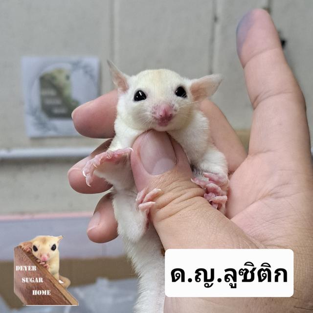 ชูการ์ไกลเดอร์ 6