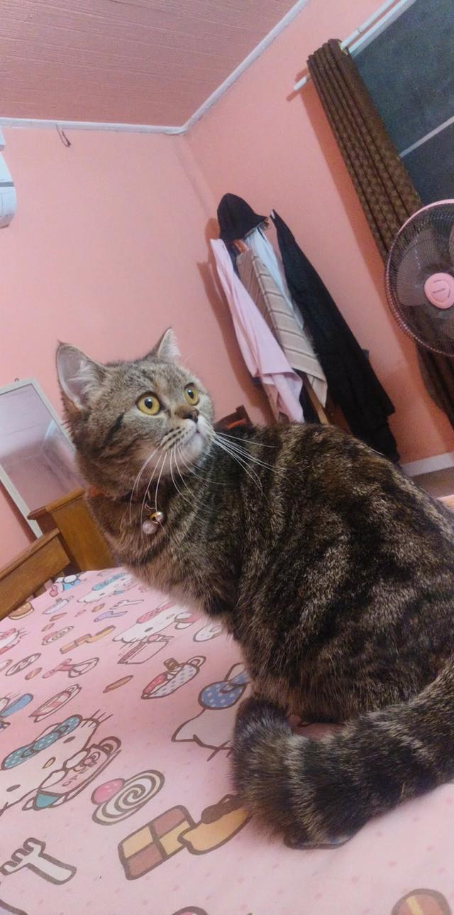 Scottishลายสลิดน่ารักมาก 2