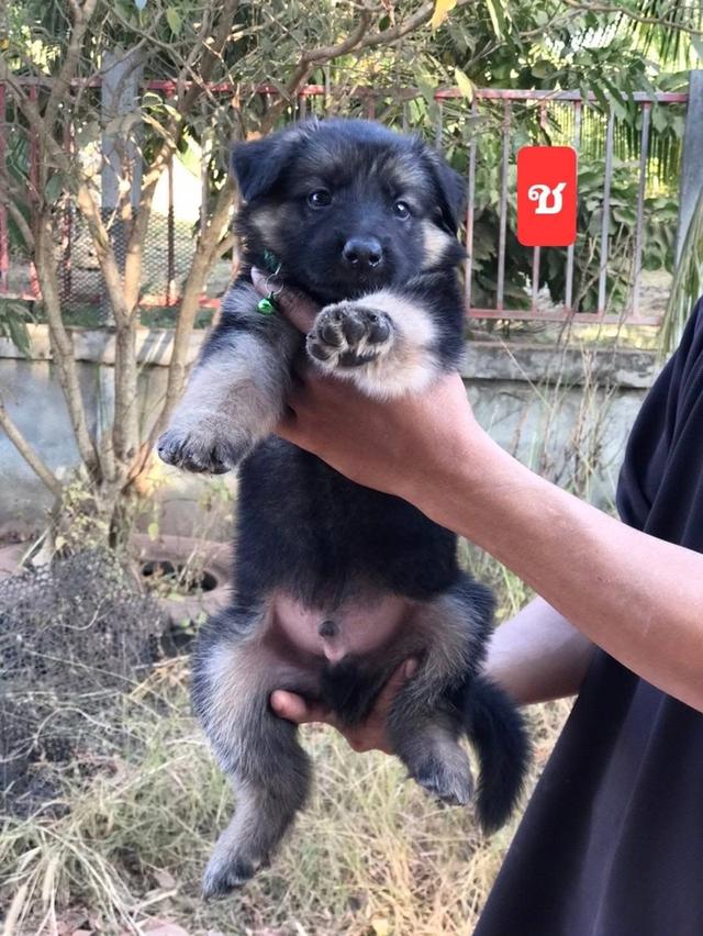 ลูก German Shepherd เปิดขาย 5