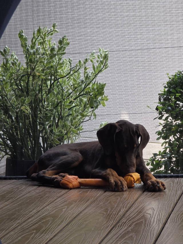 ลูกหมา Doberman Pure Bred Champion Line เพศเมีย สีแดง มี 3 ตัว มี Pedigree/Certificate ตัดหางแล้ว รูปที่ 5
