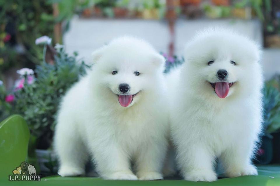 สุนัขสายพันธุ์ซามอยด์ (Samoyed) 3