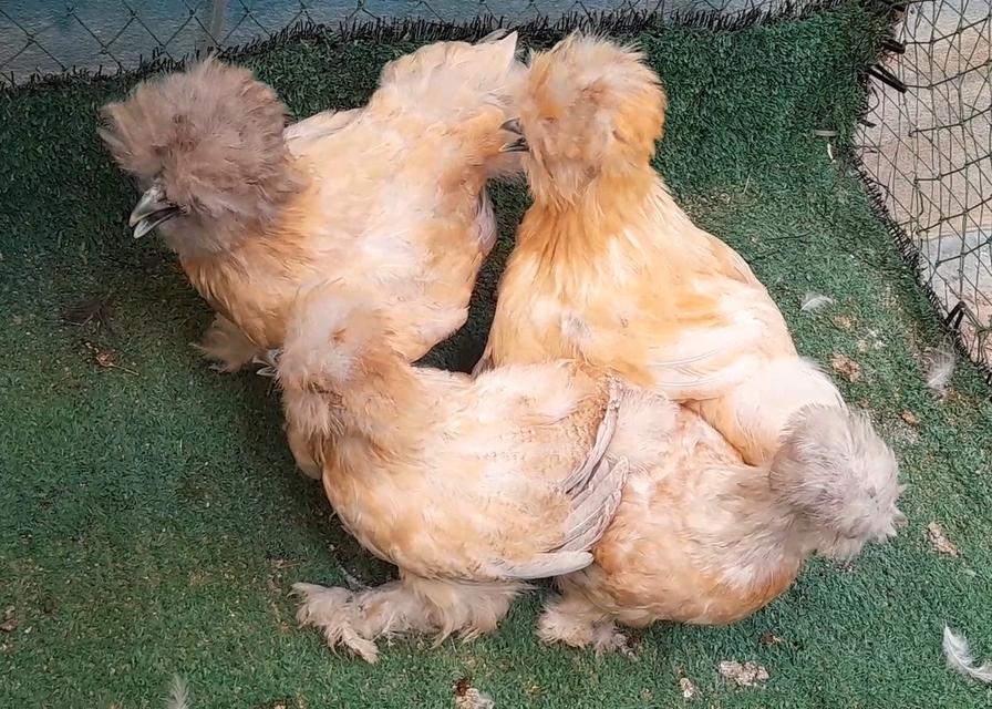 ซิลกี้ขนใบสีบัฟอายุ3ดือนชุด4ตัวผู้1เมีย3"โปรพิเศษส่งฟรีทั่วไทย" รูปที่ 8