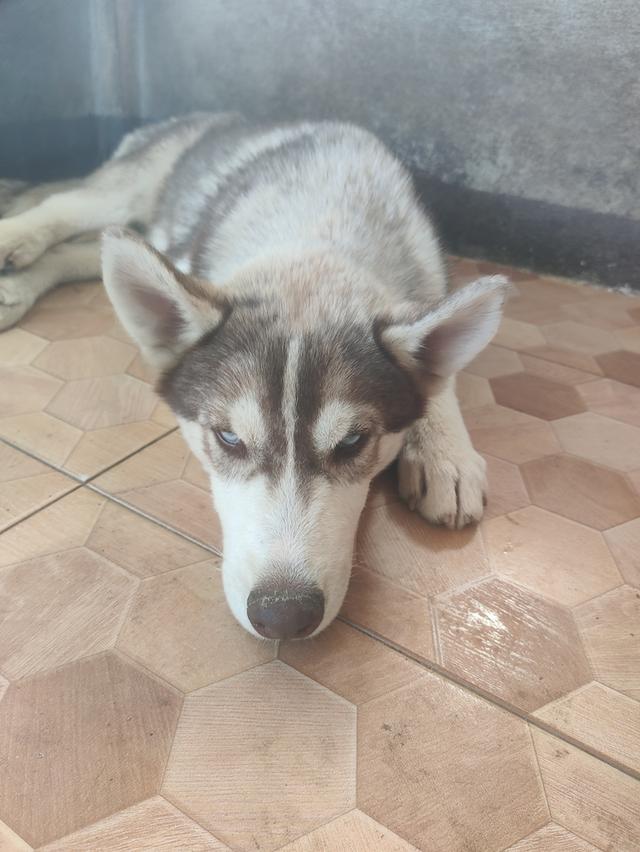 ไซบีเรียนเพศผู้เพศเมียอายุ4เดือน 2