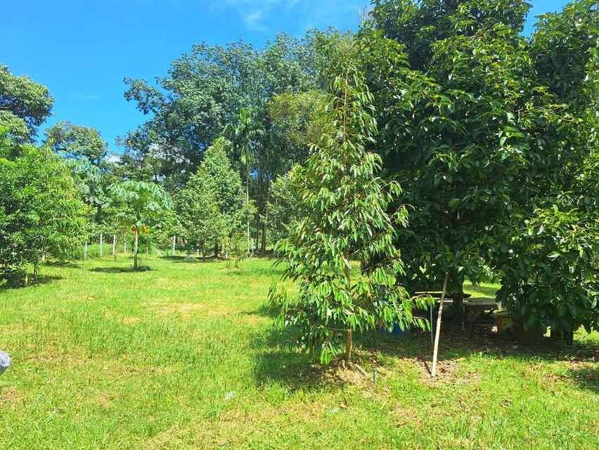 สวนทุเรียนแปลงเล็กระยอง 9