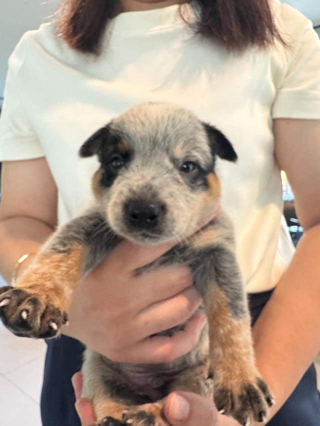 ลูกสุนัข Australian Cattle Dog
