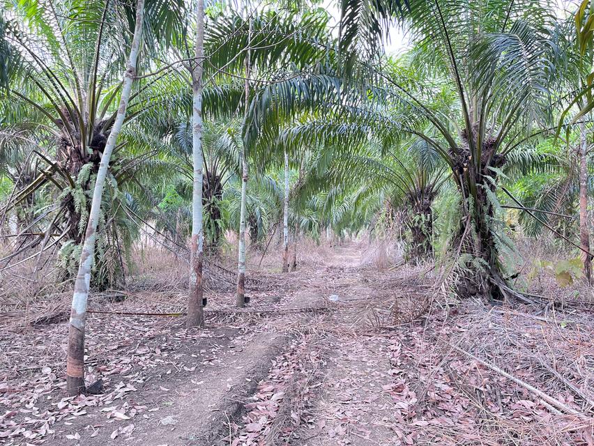 ขายที่ดิน9ไร่2งาน76ตารางวา ราคา 3,330,000 รูปที่ 6