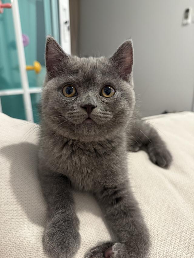 แมว British short hair กทม เท่านั้นค่ะ รูปที่ 8