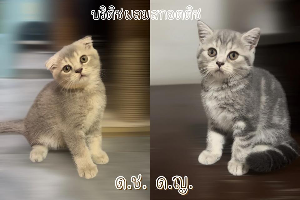น้องแมว