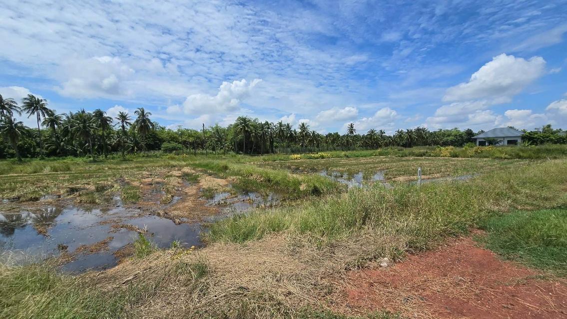ขายด่วนที่ดิน 600 ตรว ติดถนนสาธารณะ ต.มหาสวัสดิ์ อ.พุทธมณฑล จ.นครปฐม 5