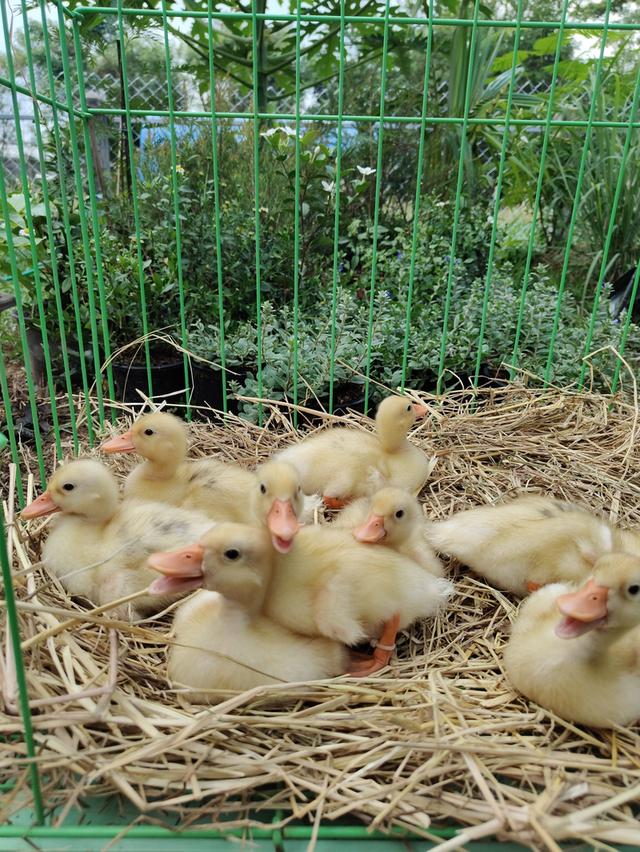 ลูกเป็ด CallDuck สุดน่ารัก 💛🐥🐣