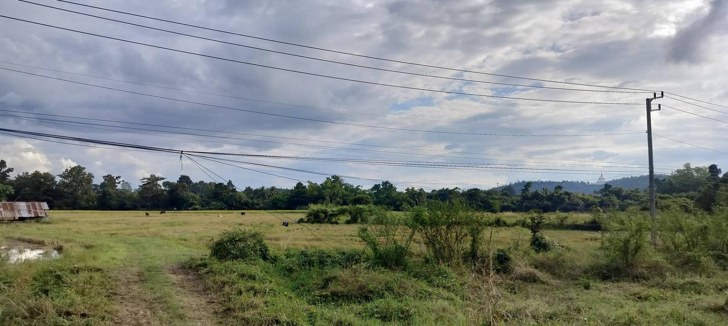 ที่ดินเชียงใหม่ ดอยสะเก็ด ติดถนนใหญ่ทำเลดี เจ้าของขายเอง 7