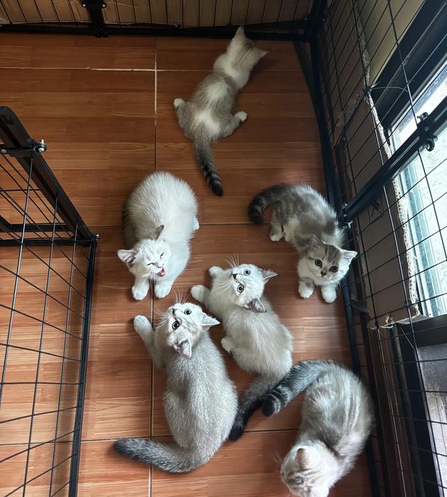 สก๊อตติชหูตั้งผสมมัชกิ้นขาสั้น