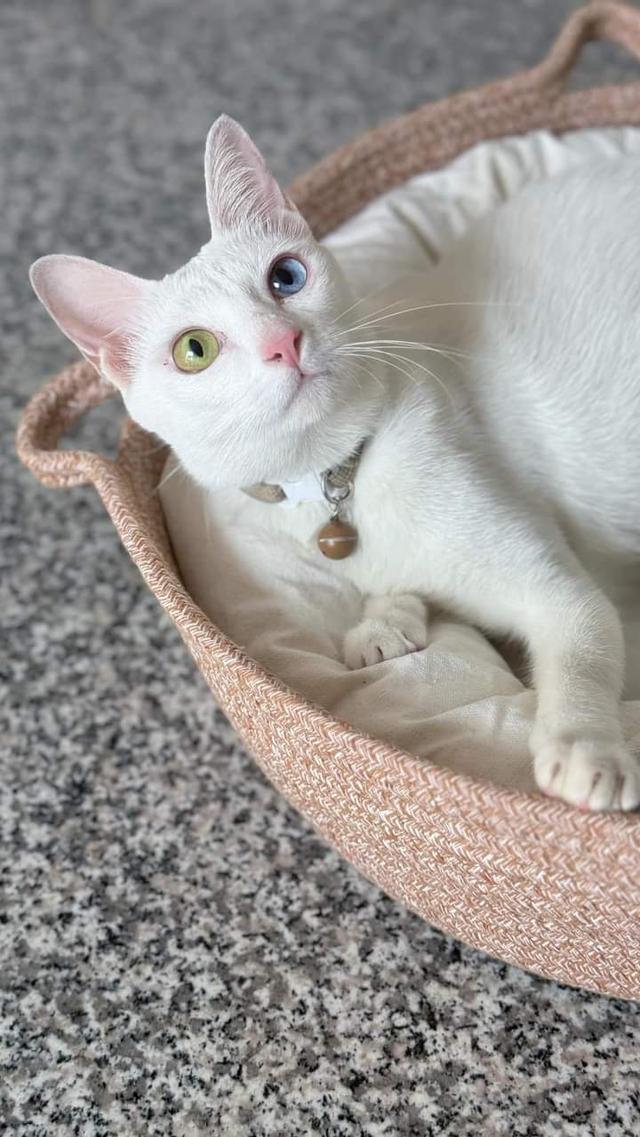 ขายแมวขาวมณีตาสองสี 3