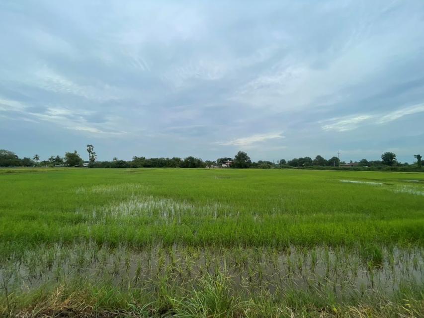 ขายที่ดินเปล่า ขนาด 24 ไร่ ทำเลทอง บรรยากาศร่มรื่น ใกล้แหล่งชุมชน ต.หัวสำโรง ฉะเชิงเทรา 14
