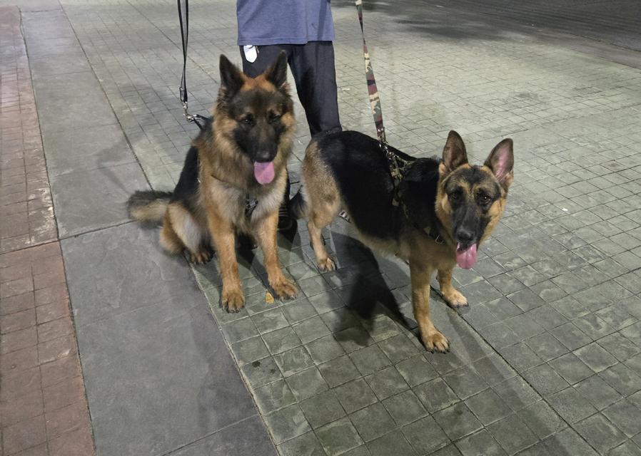 Urgent Sale German Shepherd Puppies and Parents āļĢāļđāļāļāļĩāđ 14
