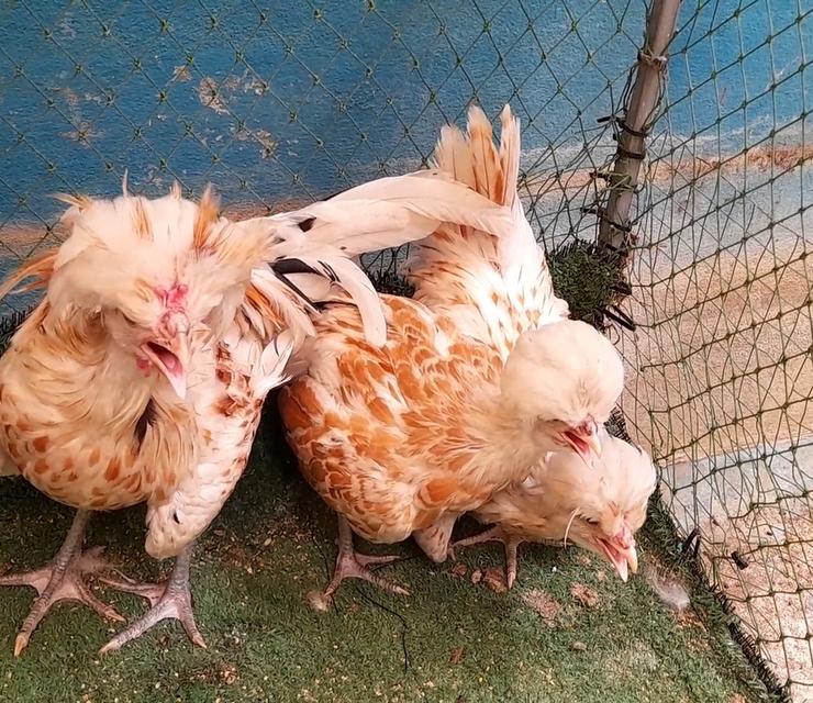 ไก่โปแลนด์ขนเรียบสีชามอยชุด3ตัวผู้1เมีย2"ส่งฟรีทั่วไทย" รูปที่ 2