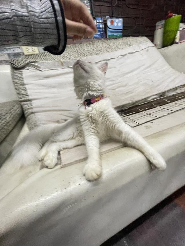 น้องแมวเปอร์เซีย-ไทย