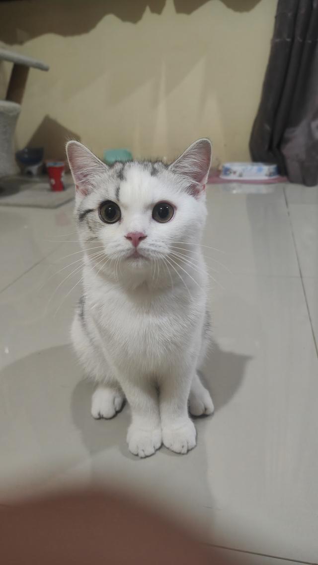 Scottish Fold (boy) 8