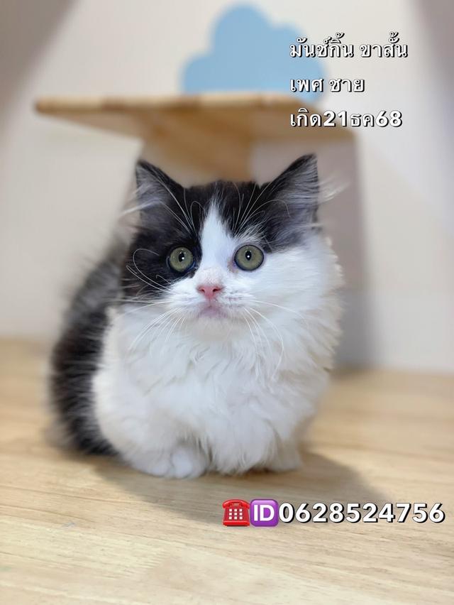 แมวมันช์กิ้นขาสั้น พร้อมย้าย