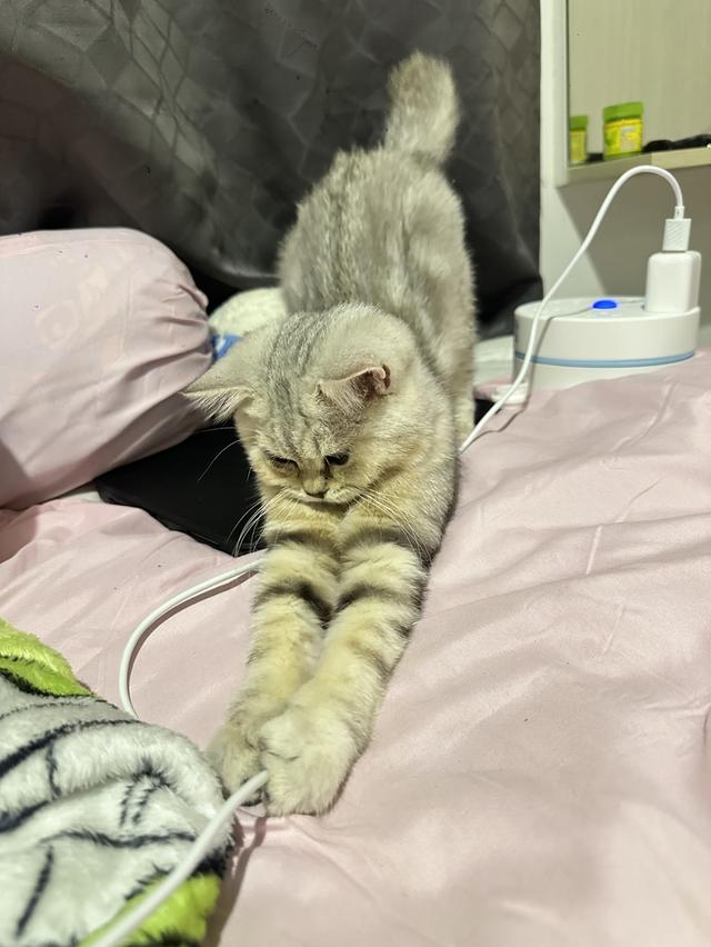 เเมว สก๊อตติชโฟ สีเทา (4เดือน) ด.ญ 3