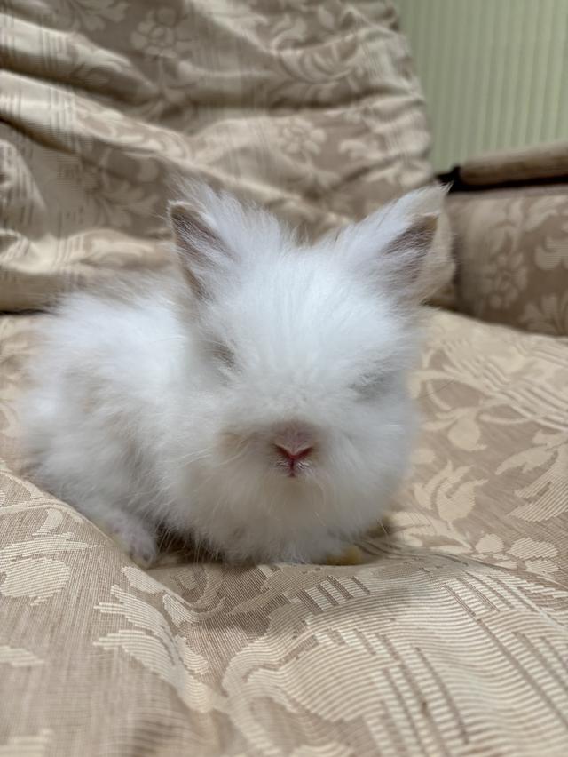 Teddy Bear Rabbit