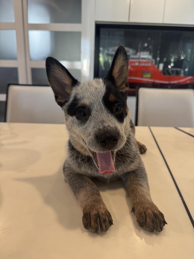 สุนัข Australian Cattle Dog 4