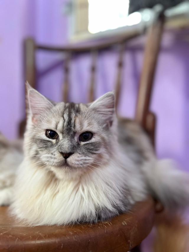 แมวเมนคูน 3