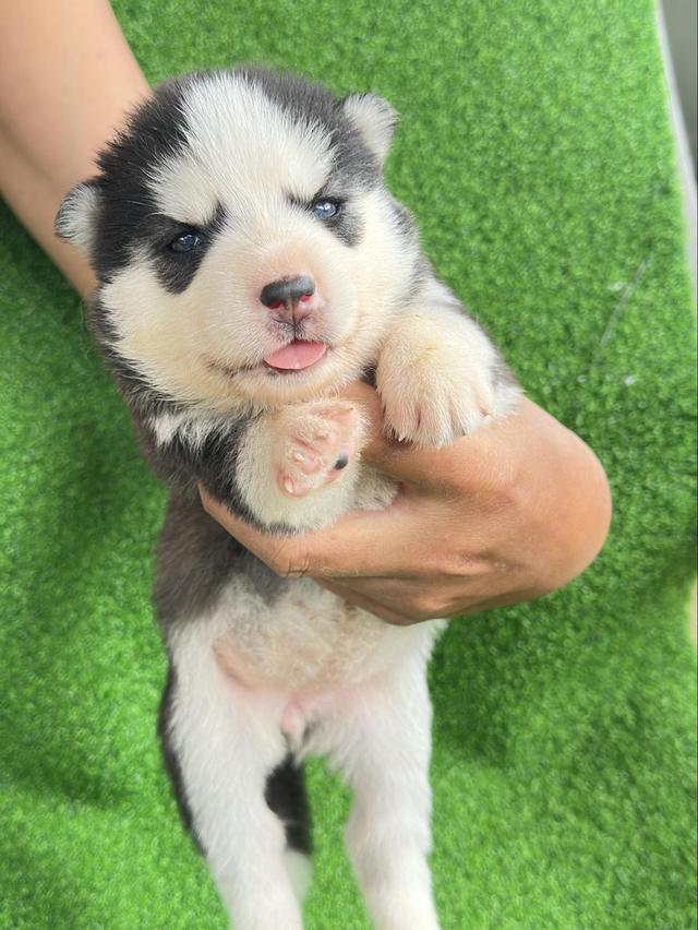 น้องหมาไซบีเรียน 7