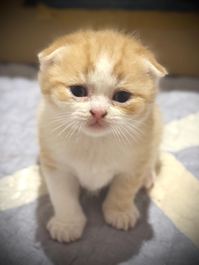 สัตว์เลี้ยง แมวสก็อตตีชโฟลด์