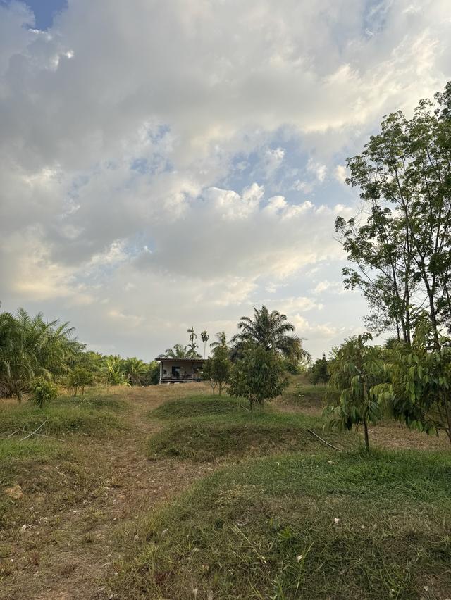 สวนปาล์มสวนทุเรียนพร้อมบ้านสวน 8