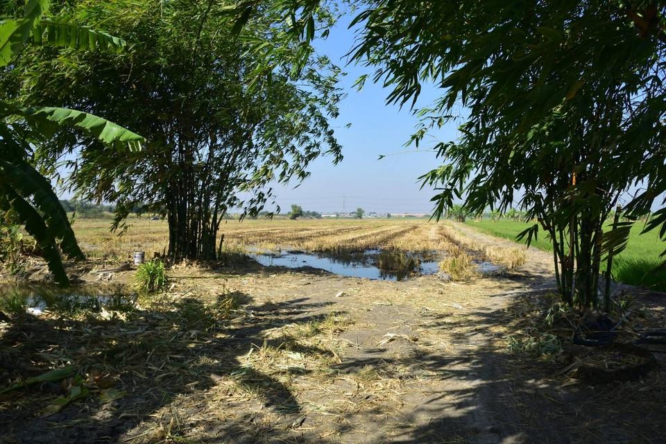 ที่ดินติดถนนปทุมธานี บางเลน ลาดหลุมแก้ว