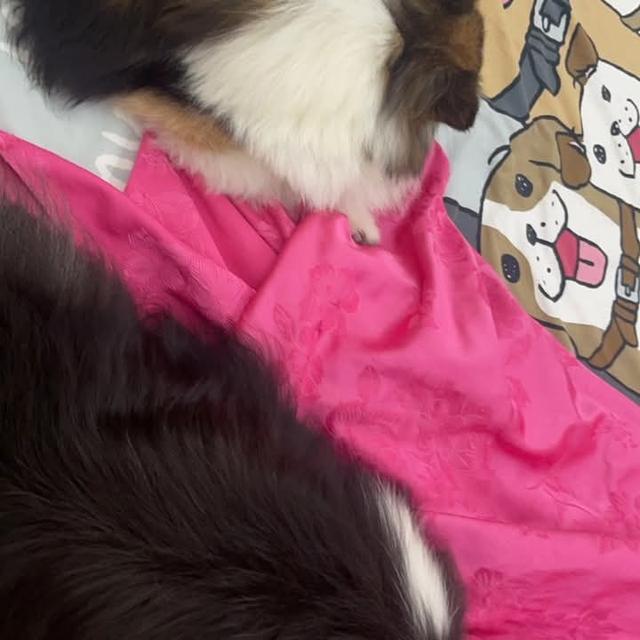 ขาย Shetland Sheepdog สองตัว 7