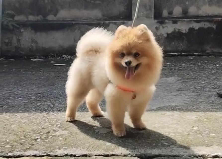 สัตว์เลี้ยง สุนัขพันธ์ ปอมเมอเรเนียน รูปที่ 4