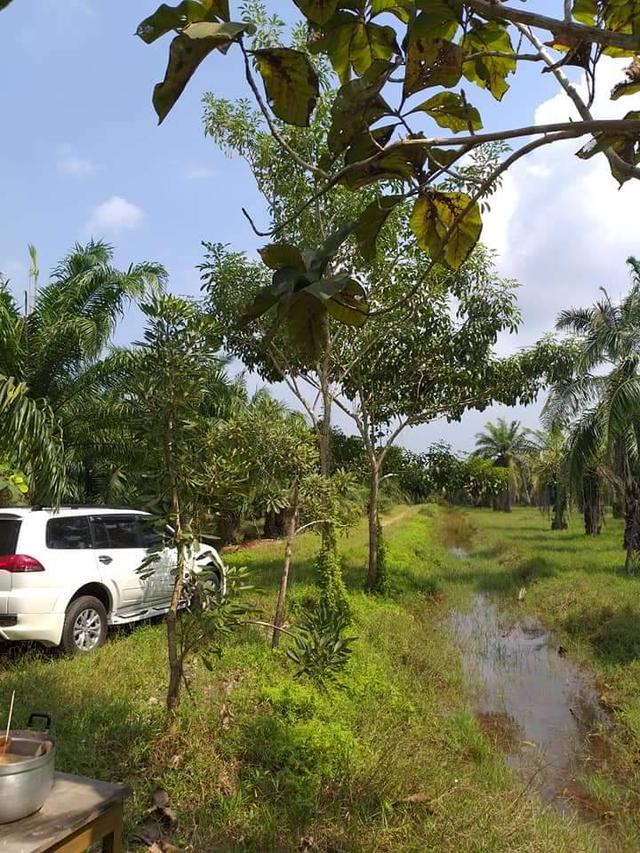 ที่ดิน สวนปาล์มน้ำมัน อ.หลังสวน จ.ชุมพร 9