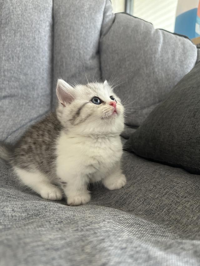 แมวmunchkin ขาสั้น เพศชาย รูปที่ 3