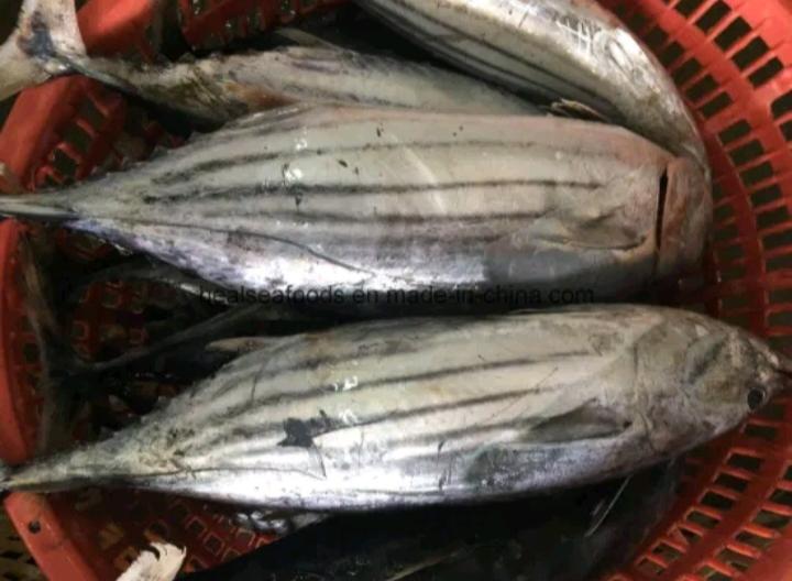 ขายปลาทูน่า  สดจากทะเล100%