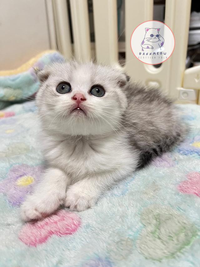 ดช สก็อตติช 6