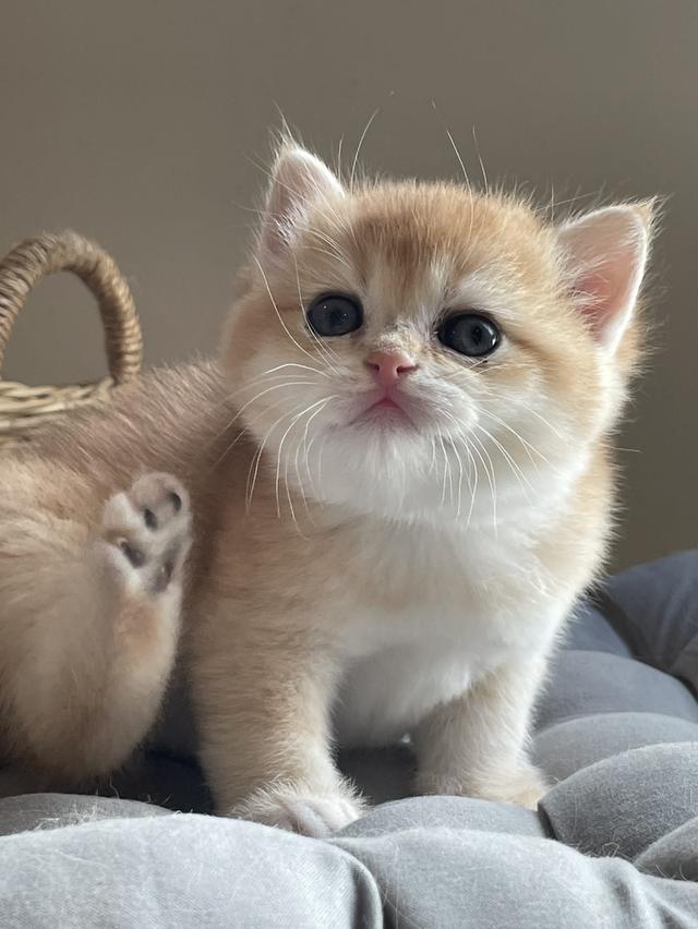 สาวน้อยบริติชแท้ 100%