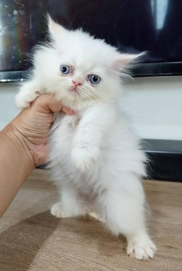 ขายลูกแมวเปอร์เซียน่ารัก เมีย ตาฟ้า พระรามสอง เทียนทะเล รูปที่ 3