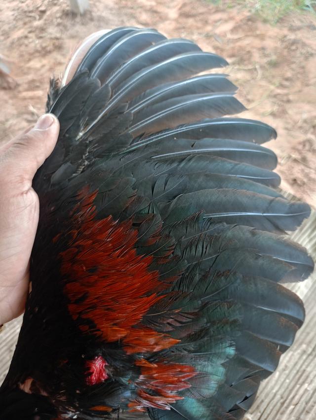 ไก่ชน 6