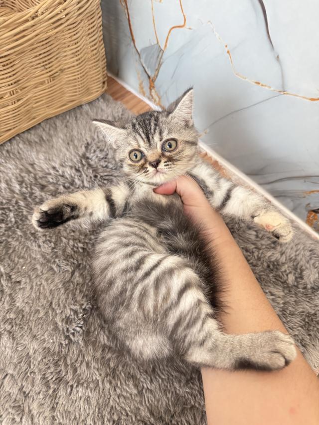 ลูกแมวพันธุ์สก๊อตติชแท้ รูปที่ 5