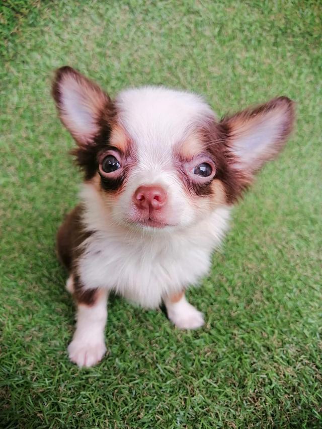 ชิวาว่าแท้ขนยาวสีช็อค ชาย 14