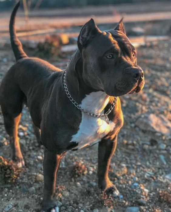 อเมริกันบูลลี่ (American bully) 4