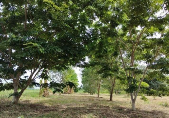 ขายบ้านพร้อมที่ดิน อำเภอเลาขวัญ กาญจนบุรี บรรยากาศดี ติดถนนสาธารณะ 2 ด้าน  น้ำไฟพร้อม 7